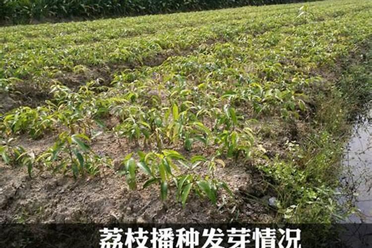 西瓜苗栽了三天能用叶面肥吗？