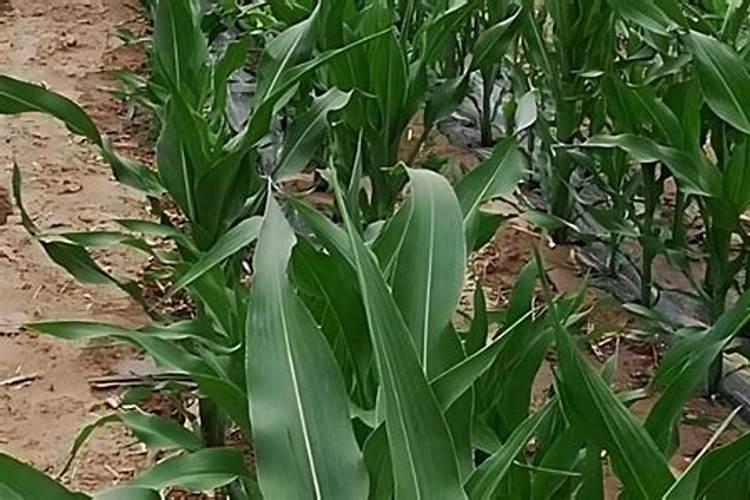 玉米一次性施肥氮磷钾怎么配合