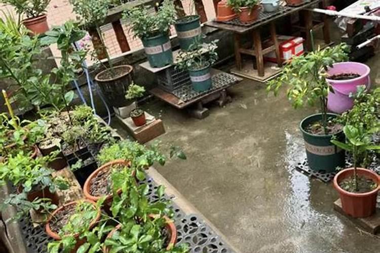 小雨可以撒施冲施肥吗？