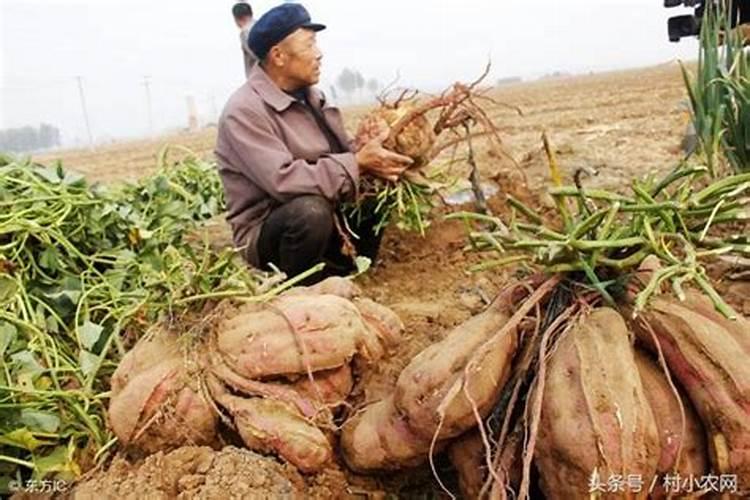 种红薯上什么肥料最好