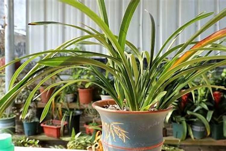 种植兰花能农用硫酸镁吗
