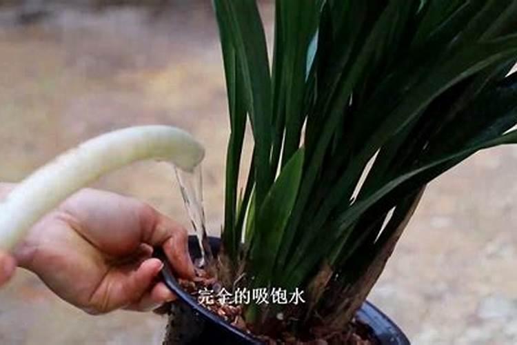 兰花要施什么肥