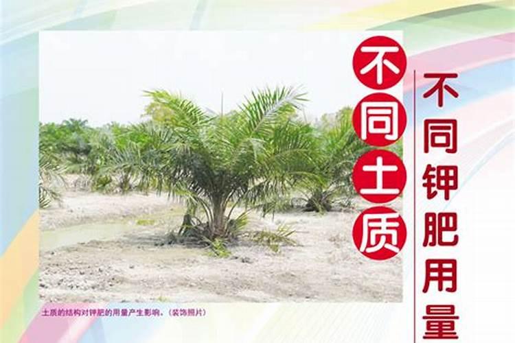 新疆棉花底肥施用用量
