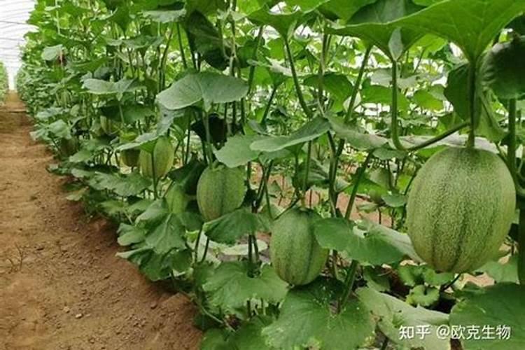 玉米追肥用什么肥料最好