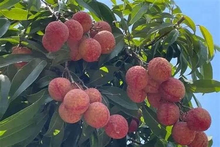 蔬菜种植补钙技巧 蔬菜种植怎么补钙