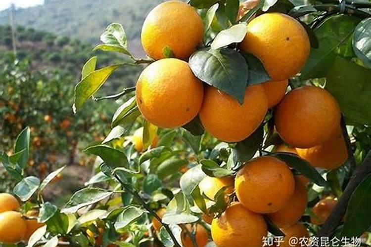 沃柑全年施肥时间表