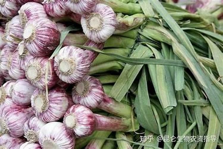 板栗树,秋施基肥啥时候用最好？