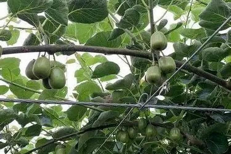 秋天给桃树施肥施什么化肥秋天给桃树施肥施的化肥