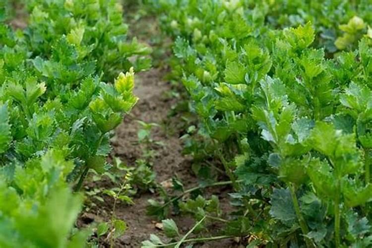 金花茶施什么肥料