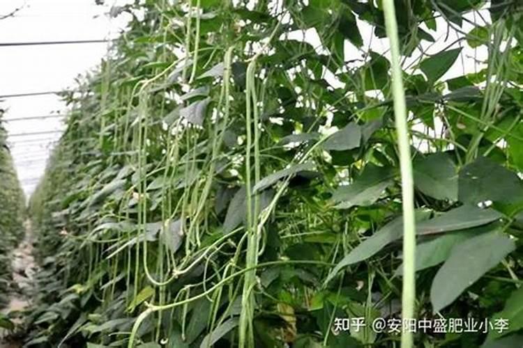 豆角用什么肥料效果好(种植豆角结果期需要什么叶面肥)