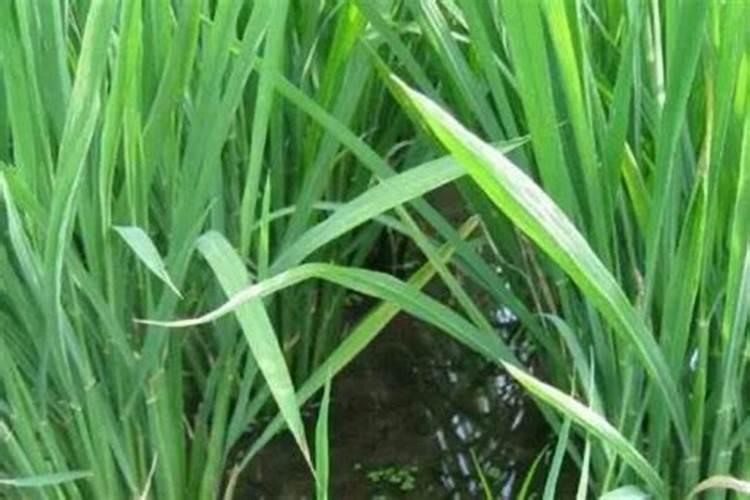 水稻在什么时候追穗肥施加什么肥料好