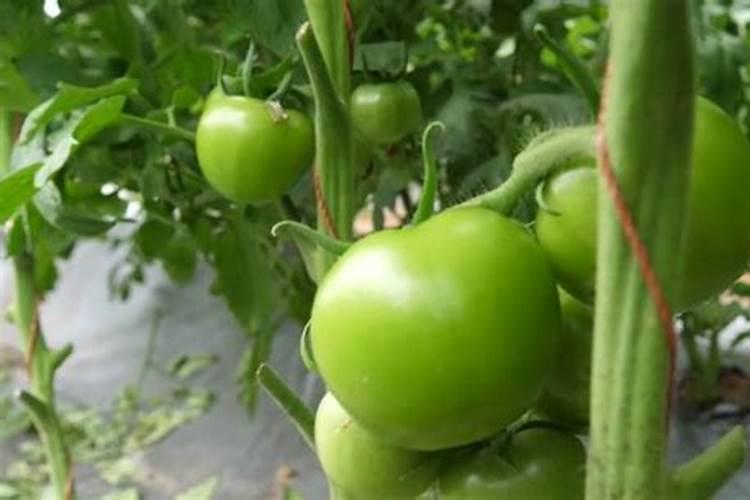 西红柿追肥用什么肥料好