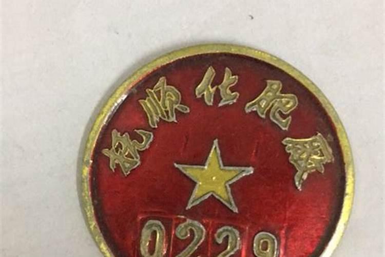 龙爪槐什么科