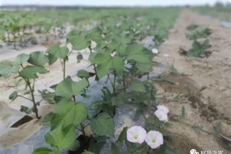 发财树肥料的正确方法(发财树肥料使用指南,正确方法让绿植更茂盛)