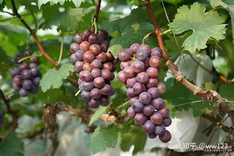 葡萄转色期施什么肥