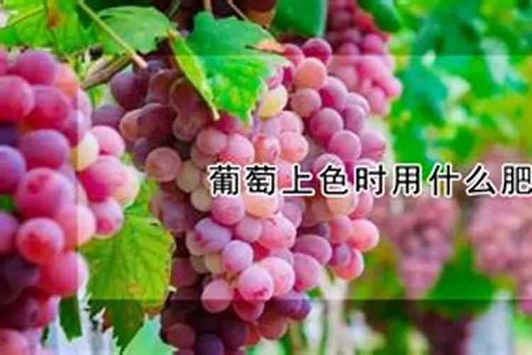 葡萄上色难,可以用黄腐酸钾配磷酸二氢钾追施吗？或者有更好的方法和肥...
