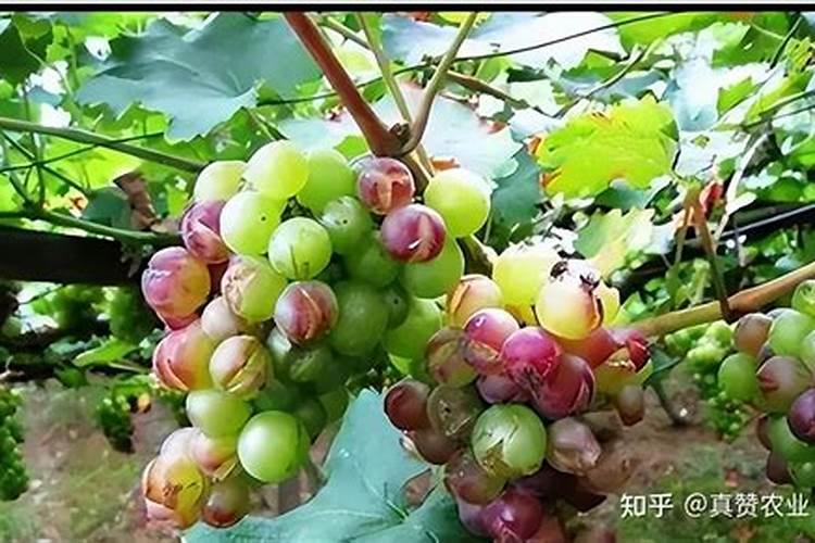 硅肥在大棚葡萄上什么时间用最好？