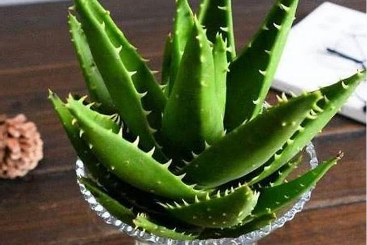 草莓定植后几天打药