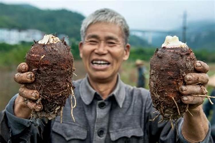 种植槟榔芋用什么化肥好
