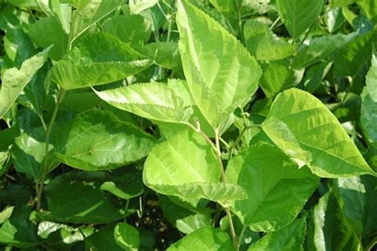 植物生根剂的使用方法