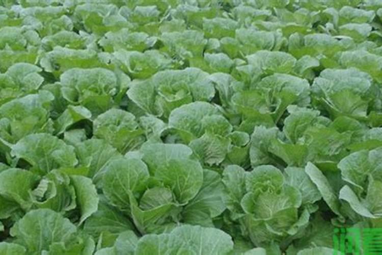 大白菜用什么肥料追肥(上几次肥最好,什么时候用肥)
