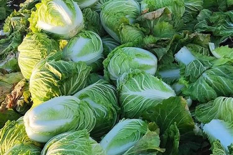 种植大白菜用什么肥料最好(白菜种植方法和注意事项)