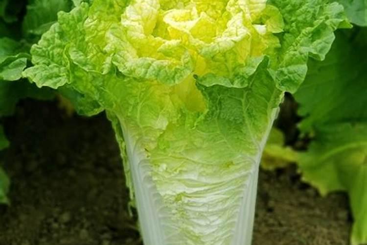 大白菜用什么肥料最好