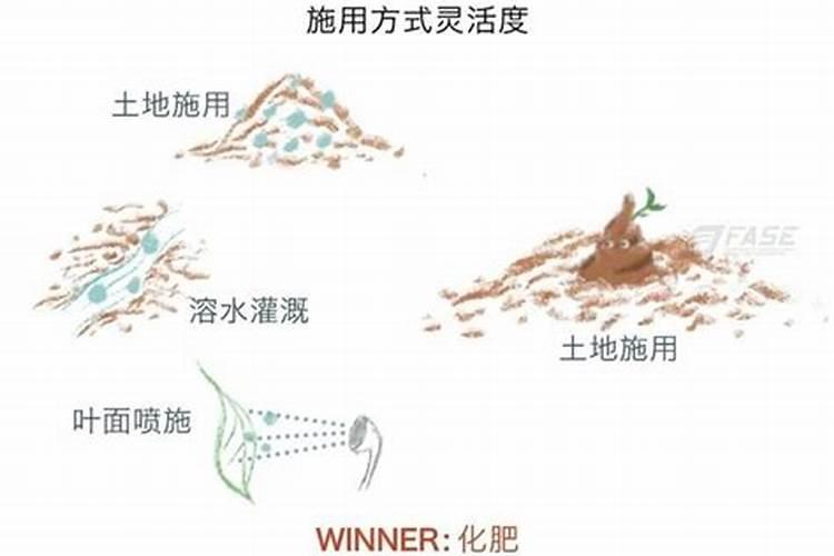 铁皮石斛用什么肥料好 怎么施肥