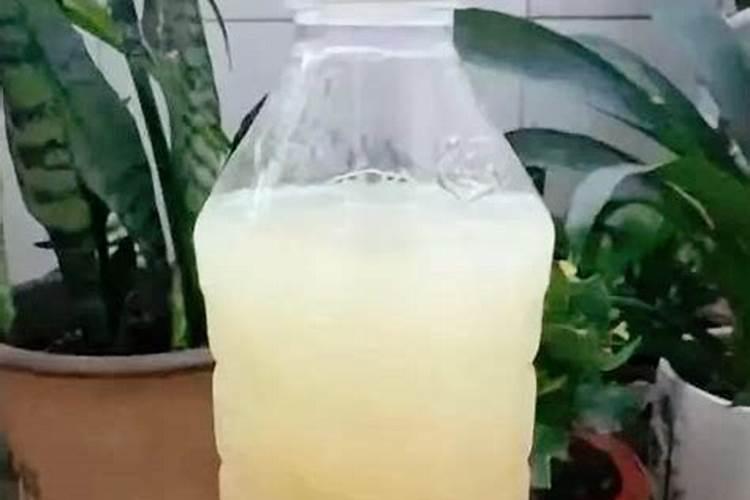 松树用什么肥料最好