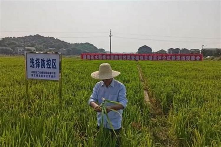 柑橘施春肥用什么肥料好？