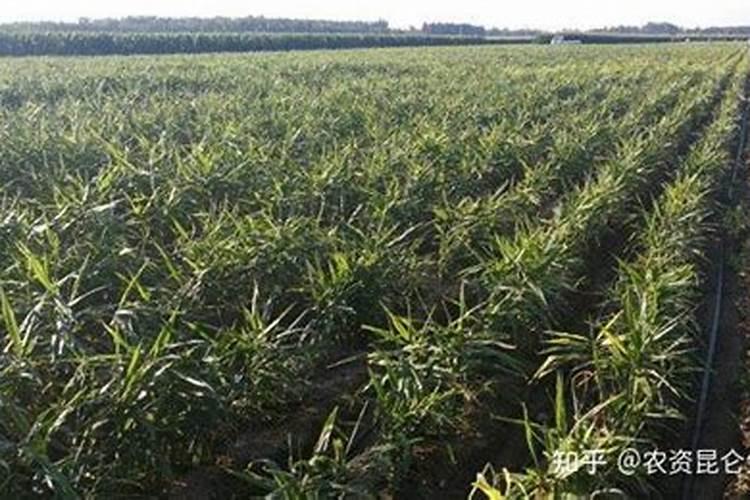 玉米最佳施肥期？