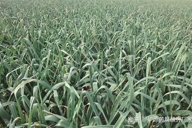 大蒜立春后撒什么肥料