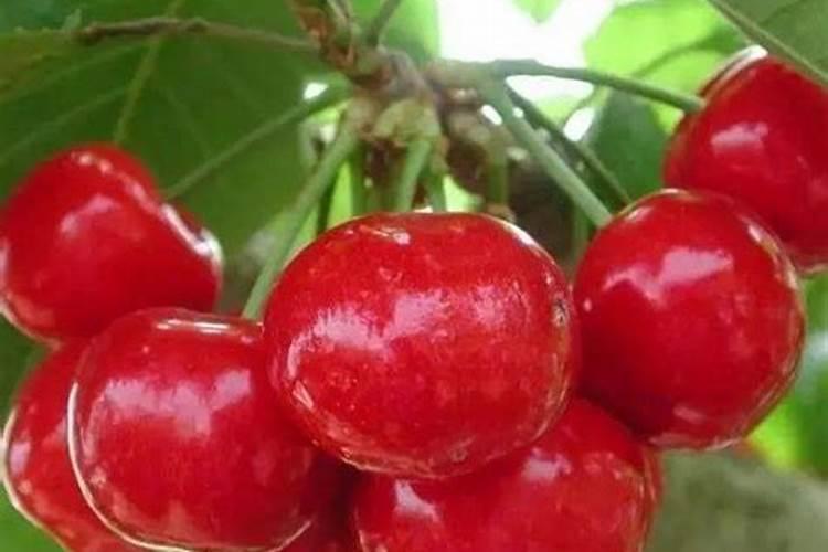 葡萄有几次彭果期呢!每次怎样施肥吗