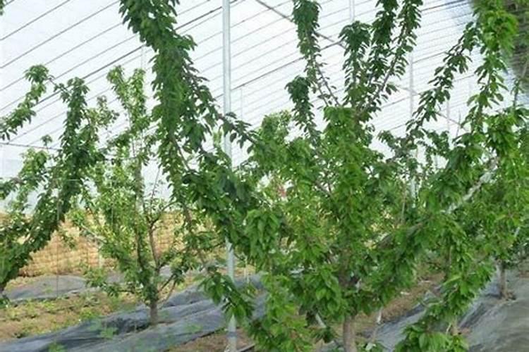 刚刚移栽的樱桃树可以使用叶面肥吗？怎样使用？