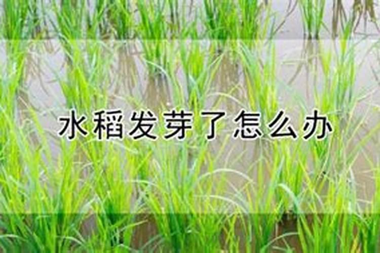 水稻秧苗叶子发黄不长怎么办