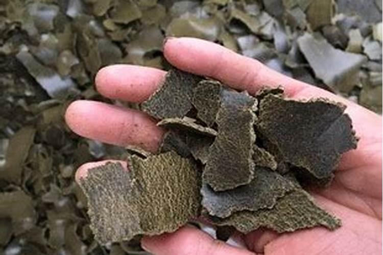 种植菠菜怎么施肥该施什么肥料