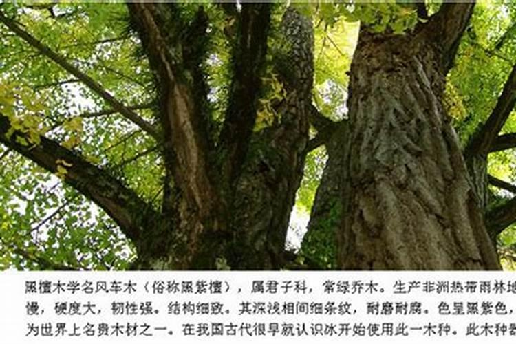 种菠菜用什么肥料