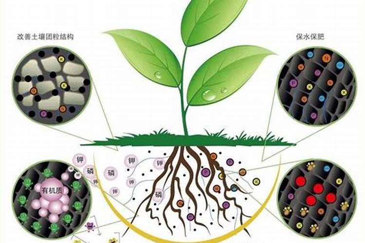 种植菠菜怎么施肥该施什么肥料
