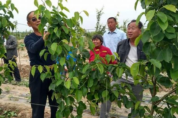菠菜叶子不绿还发苦不好吃,用云大YD120长效芸苔素可以改善吗？