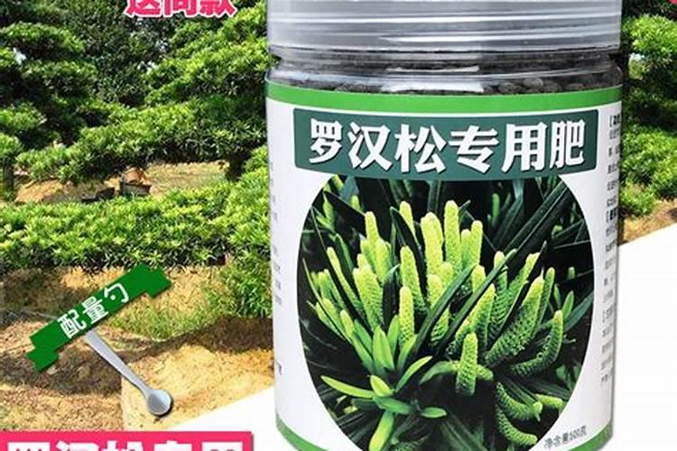 请问磷酸二氢钾喷罗汉松几天喷一次？