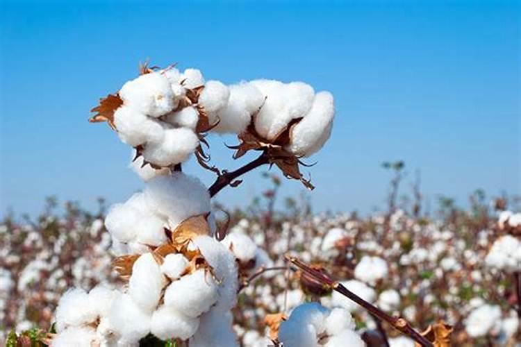 如何正确选择棉花叶面肥？施用肥料时需要注意什么？