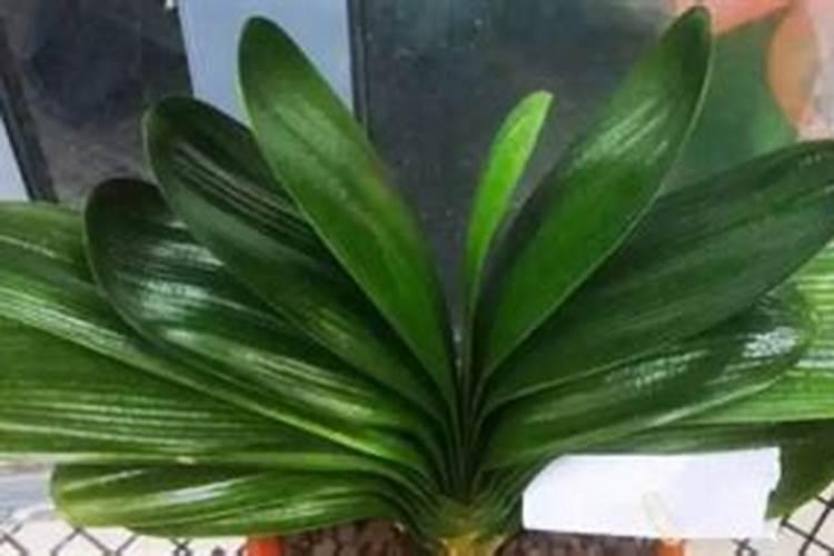 花用酸性肥料有哪些