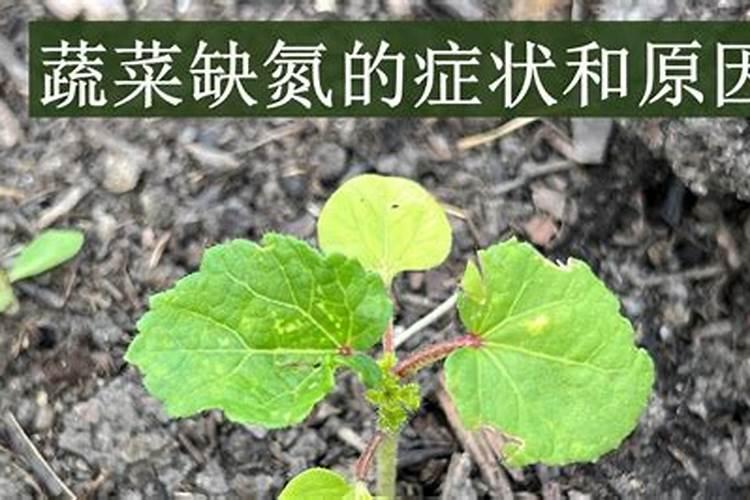 含腐植酸水溶肥料能用在哪些蔬菜上？