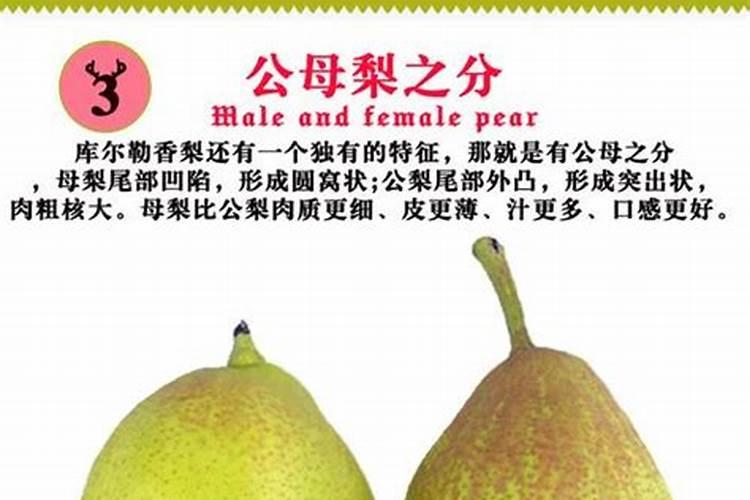 柑橘挂果用什么钙肥比较好？