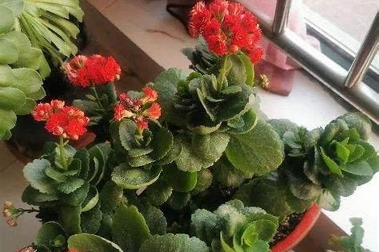 多肉植物能喷磷钾肥吗