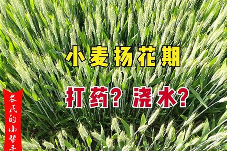 打药和施肥能同时进行吗