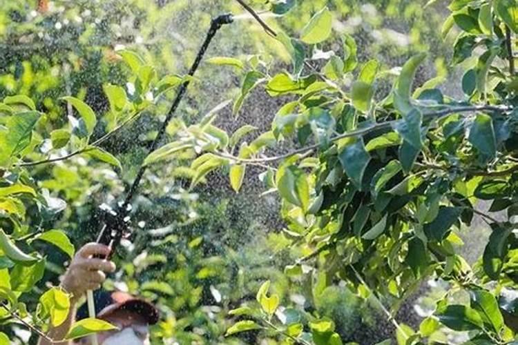 多肉植物需要什么肥料
