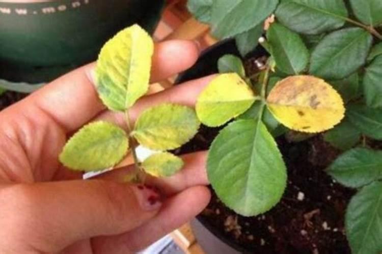 种玉米最忌三种肥料