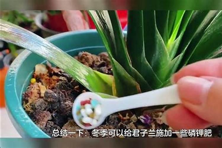 君子兰施什么肥容易开花君子兰的施肥要求