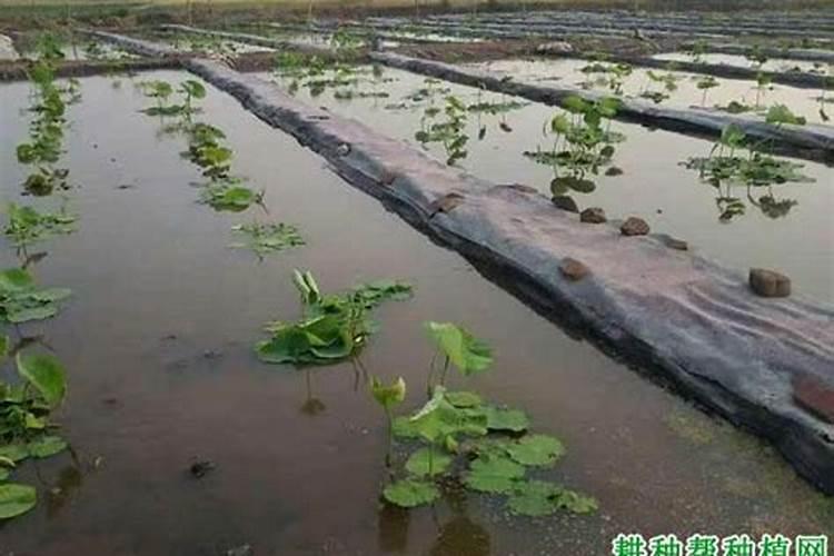 大丽花根多久浇一次水